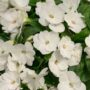 Sunpatiens – Compact White – 10″ Hanging Basket